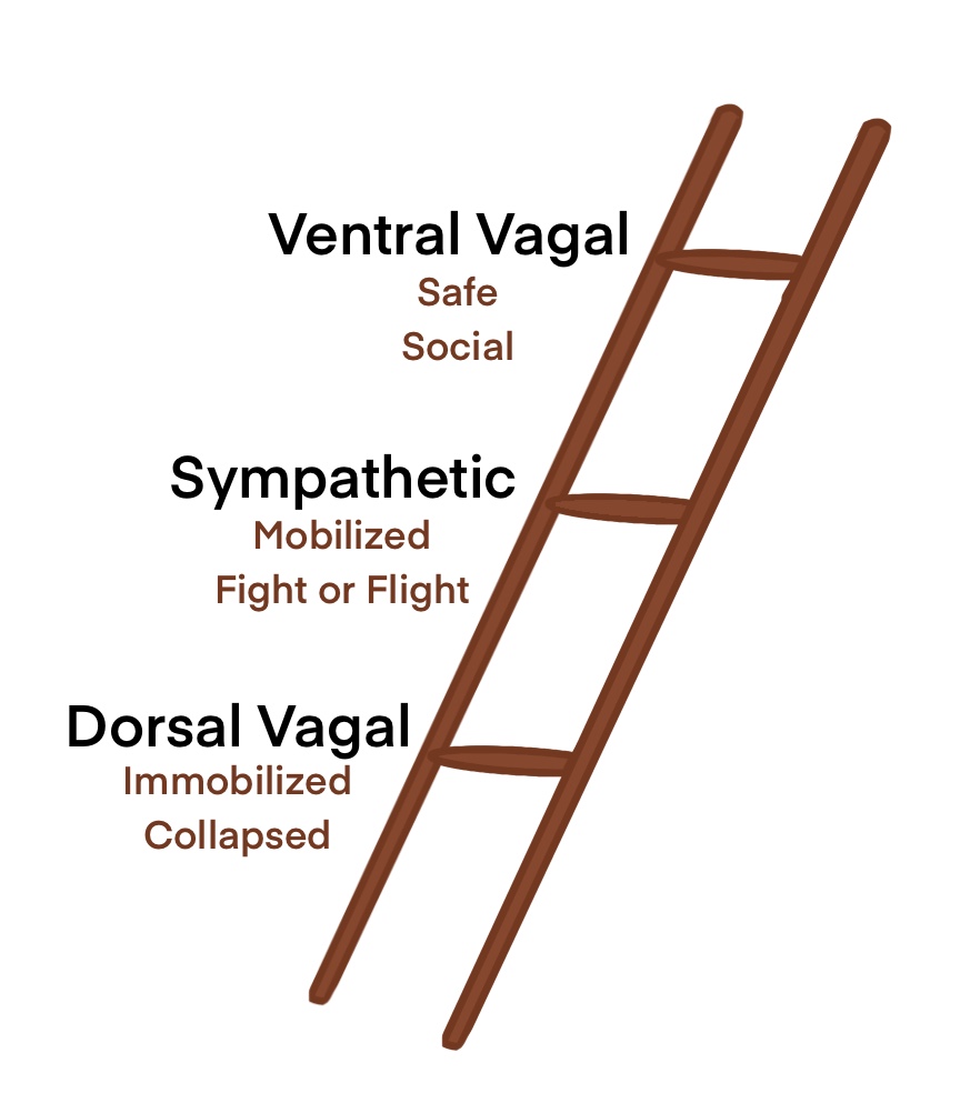 polyvagal-theory-stress-trauma-and-enlightenment-find-yourself